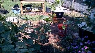 Quick Tower Garden Tip: Cucumber Trellis