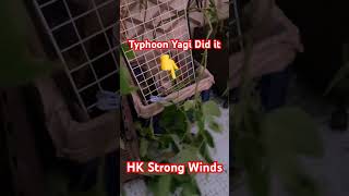 HK PLANT JUMP DOWN ON WINDY YAGI TYPHOON