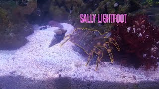 Quick look at my Sally Lightfoot