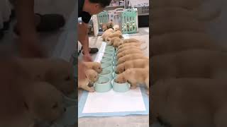 Best animal videos compilation of 2023😉Funniest Cats and Dogs videos 😍😂