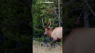 Capturing the Majestic Elk of Yellowstone with ProMediaGear