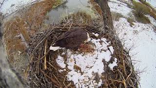 Xcel Energy Fort Saint Vrain Eagle Cam 09.11.2024