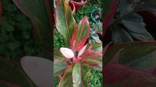 Aglaonema florecida