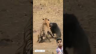 #tigerfight #tiger #wildlife #animals ❤️❤️❤️