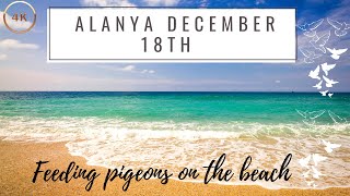 Alanya Turkey 23 C° | December 18th 2020 | Feeding Pigeons On The Beach