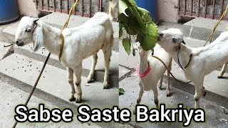 Sabse Saste Bakriya| Desi Bakriya Saste Daam Mai| Hussania Alam | Hyderabad