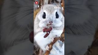 Cute Japanese flying squirrel