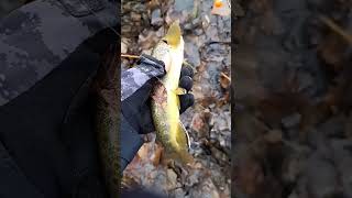 Biggest Fish Landed Today! #shorts #subscribe #fish #fishing #browntrout #river #morning #nosleep