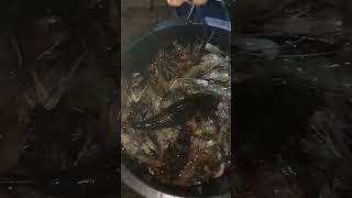 Kembali Lagi, Fenomena Udang Timbul..(27/9/2023)