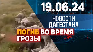 Во время грозы ПОГИБ ПАСТУХ и все стадо. Новости Дагестана за 19.06.2024 год