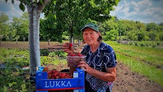 Cum să scăpăm de gărgăriță și de gândacul păros la căpșuni | Soiul ,,Corona" ,, Elseva",,Marmelad"