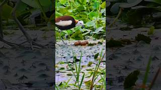 Magical Animal The Male Pheasant Incubate The Eggs #animal #natural #satisfying