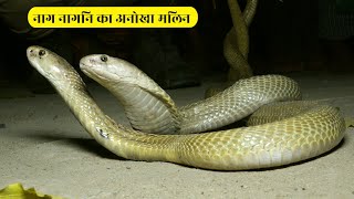 जहरीले नाग नागिन का सहवास का अकल्पनीय दृश्य हुआ कैमरे में क़ैद।Amazing! Cobra snake mating captured