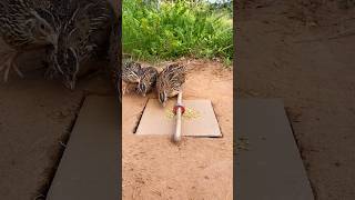 Create New Underground Trap - Quail Trap #shorts