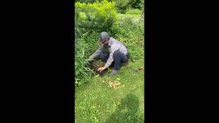 Westfield Moment 17- Harvesting Potatoes