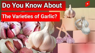 Famous Garlic Varieties In All Over The World / Garlic