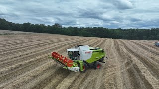 Récolte de triticale 2023 avec une  claas 650 et sa coupe 620 vario