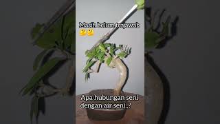 Bonsai Mame Bunjin anting putri #antingputri #mame #bunjin