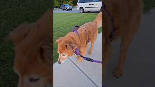 Titan Thursday morning walk, h13 #goldendog #dog #goldretriever #puppy