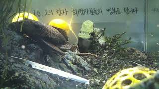 [1029참사 추모 어항방송] Aquarium Live - 2022.12.06 Tue KST