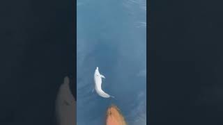 A Clever Dolphin playfuly riding the bow wave of a ship