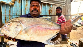 KASIMEDU SPEED SELVAM TREVALLY FISH CUTTING VIDEO / cutting focus