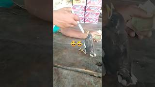 pigeon baby😱🇧🇩 feeding pigeon❤️ baby hand feeding pigeon baby food pigeon😱