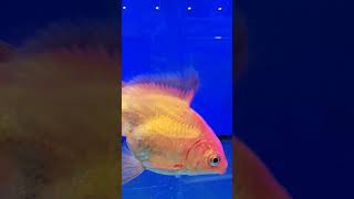 Happy my fish #amazing #pets p#ytshorts