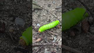 Nyc caterpillar