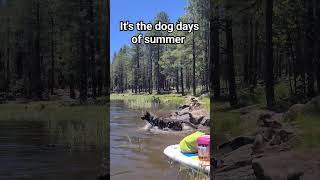 and Rogue is still learning how to swim 😅 #explorearizona #femalenomad #roadlife #campingwithdogs