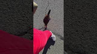 Why wild chicken liked my shoe so much.... hahaha....