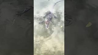 Baby Alligator Fishing #lake #alligator #alligatoryoutubechannel #wildlife #ponds #fish #animals