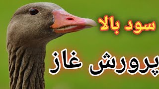 سود پرورش غاز , آموزش پرورش غاز  , پرورش غاز