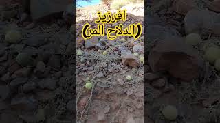 الدلاح المر #short #shortvideo #2024 #bonne_année