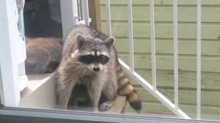 Mama Raccoon