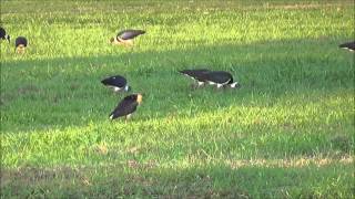 Straw necked Ibis, Cockatoo's and Masked Lapwings