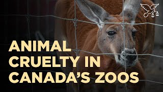 EXPOSED: Crisis of Cruelty in Canada’s Zoos