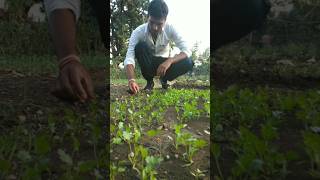 Coriander plants have grown so much #nature #farming #coriander #shorts