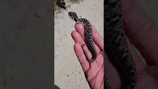 This Snake Plays Dead When You Touch It.. But WHY! #shorts #snakebe #hognosesnake