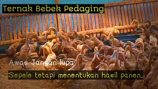 Teknik penyortiran bebek pedaging kunci sukses hasil panen maksimal