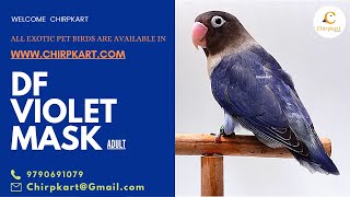 DF VIOLET MASK || AFRICAN LOVE BIRDS || LOVE BIRDS || ADULT || CHIRPKART || COIMBATORE