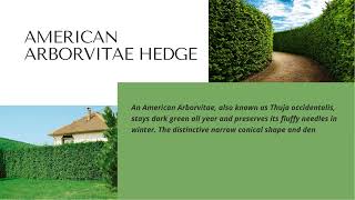 Greening Vertical Spaces: Choosing the Perfect Arborvitae Hedge for Your Living Wall