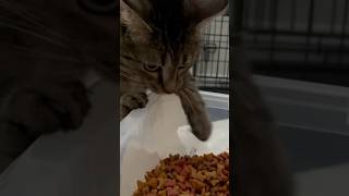 Cat steals dog food!! #funnycatvideos #cutecats  #funnycat #funnyanimal #catshorts