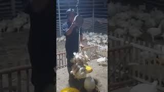 BISNIS ANAK MILENIAL USAHA PEMOT0NGAN AYAM @KarilArdiansyahDaiRil