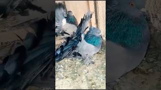 Blue Fantail Pigeon|| #foryou #viralvideo #youtubeshorts #ytshorts #viral #trending #reels