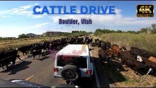 Cattle Drive on UT-12 June 2021