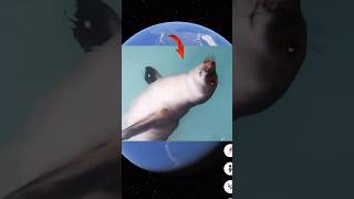 😱What a giant Bubbles the Manatee found in real life 😱#shorts #trending #viral |