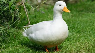 Ducks sound                                        #animals #sound #effect #foryou #viral