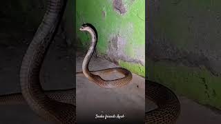 cobra #snakerescue #snake #cobras #viralvideos #shortvideos #nature #animal #wildlife #10000views