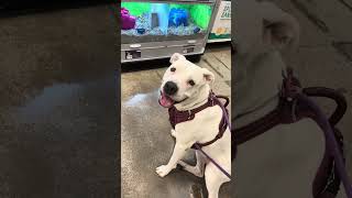 57. Seeing a Mouse Inside a Store 06-01-2024 #pitbull